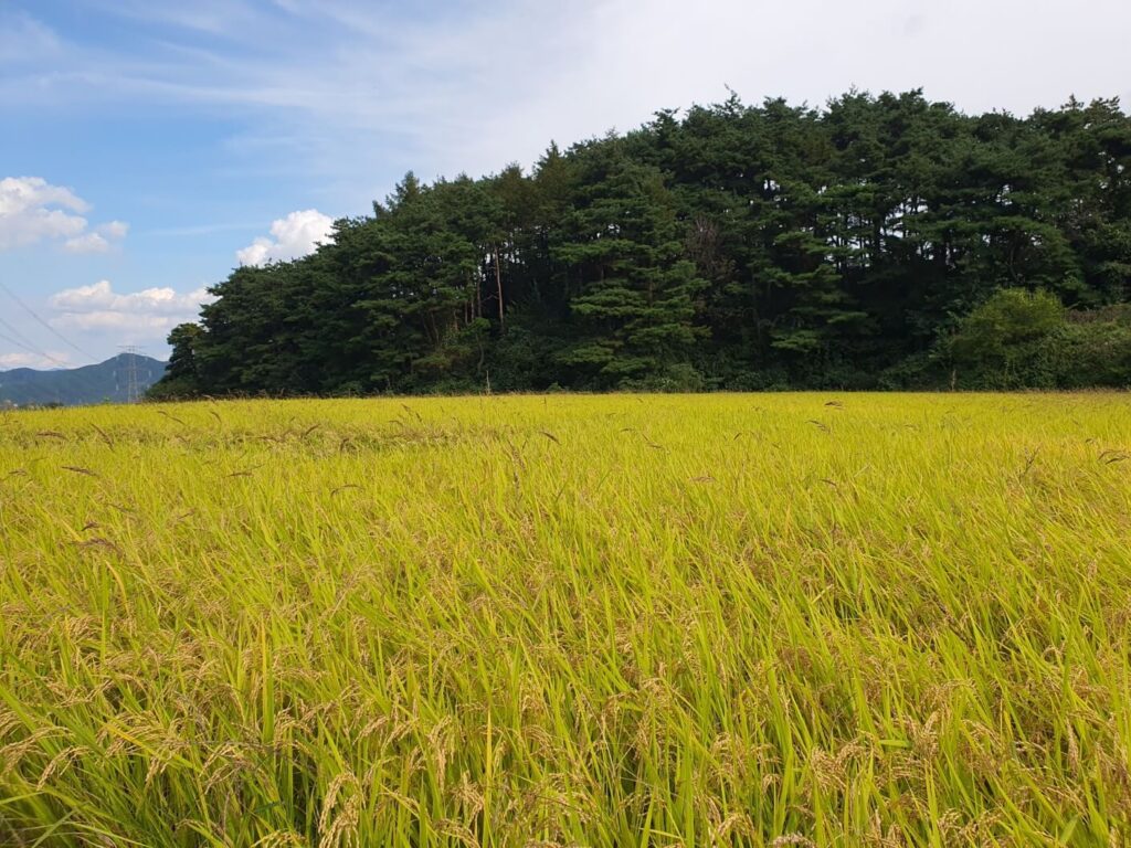 미등기 양도의 대표적인 농지의 모습입니다. 논에는 노랗게 익어가는 벼의 모습이 보이고, 먼 곳에는 야트막한 야산에 소나무사 무성하게 자라는 모습이 보입니다.